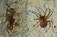 /album/linyphiidae/neriene-montana-female-jpg/